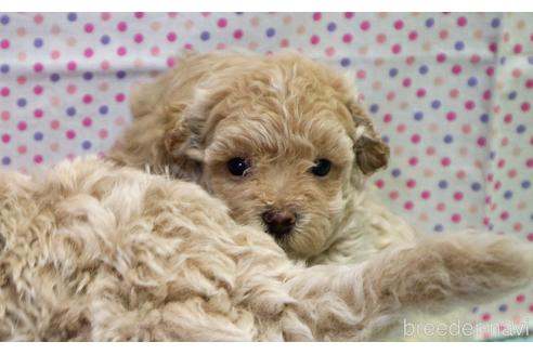 成約済の山梨県のマルプー:マルチーズ×トイプードル-185225の3枚目